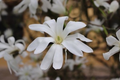 Magnolia stellata - šácholan hvězdovitý - květ
